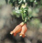 Mitraria coccinea